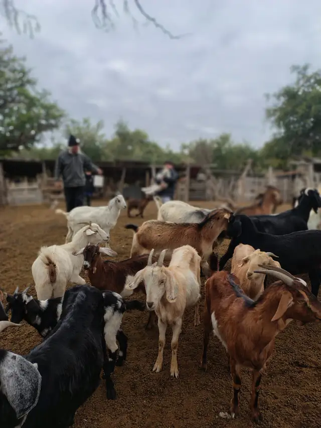 Arreando las cabras a la mañana temprano