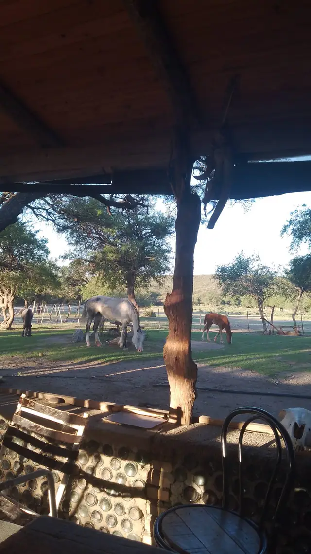Los caballos pastando, vistos desde la galería