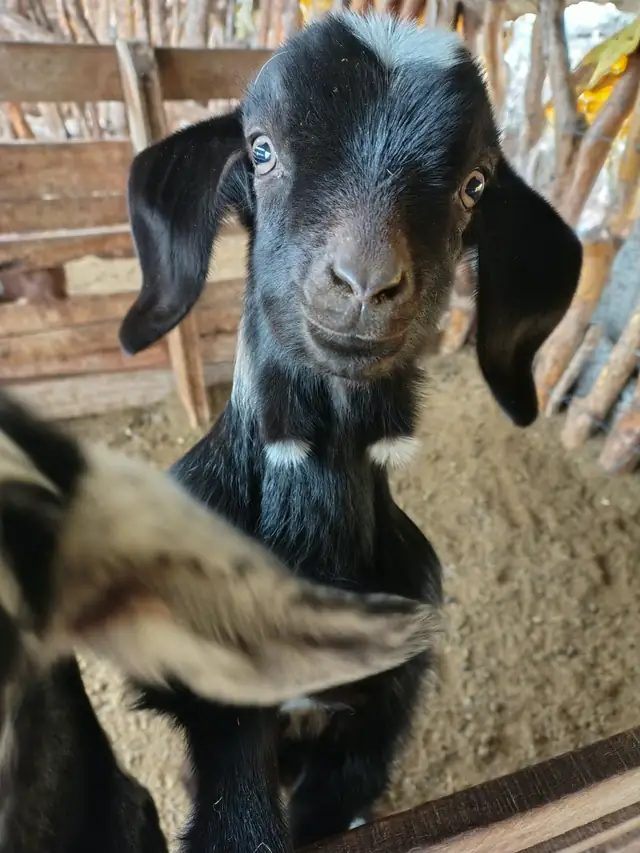 Cabrito recién nacido, curioso con las visitas