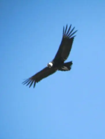 El cóndor sobre el campo — el mismo del escudo