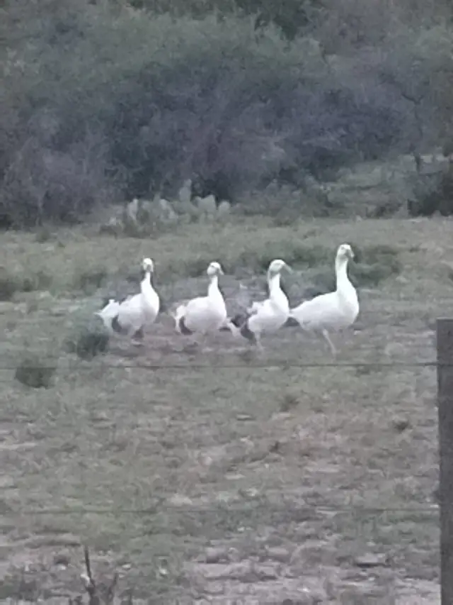 Los gansos, la alarma del campo
