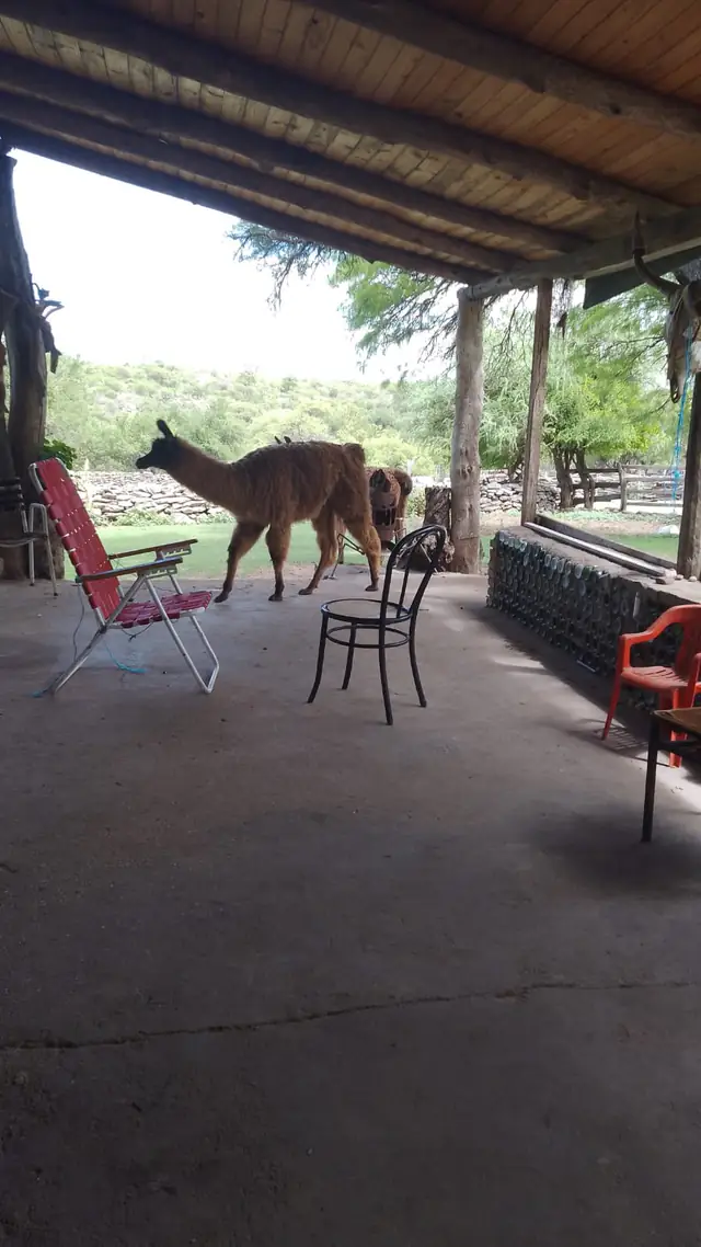 La llama se mete en la galería como si nada
