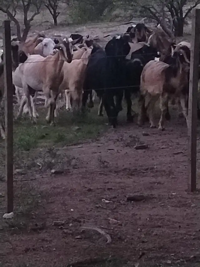 La majada volviendo al caer el sol