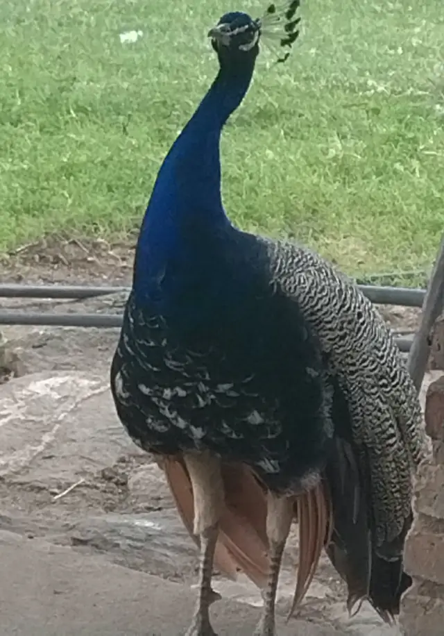 El pavo real, dueño del patio