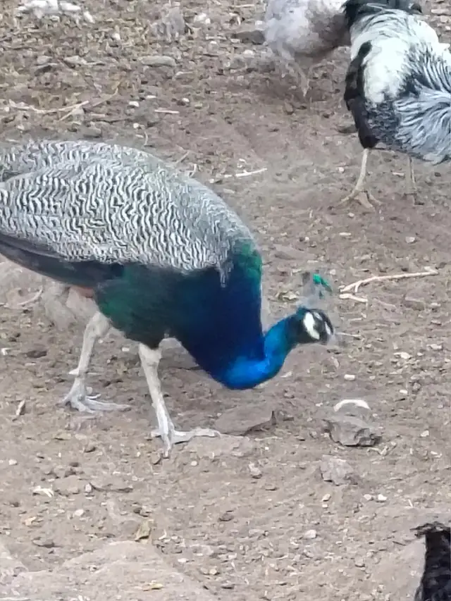 Pavo real y gallinas compartiendo el maíz