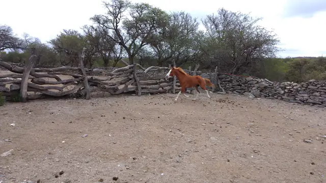Un potrillo suelto en el corral de palos