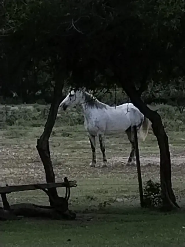 Descanso a la sombra del algarrobo