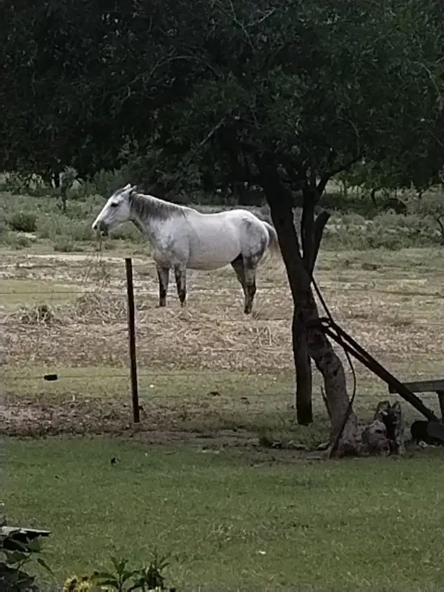 La yegua blanca, mansa de andar